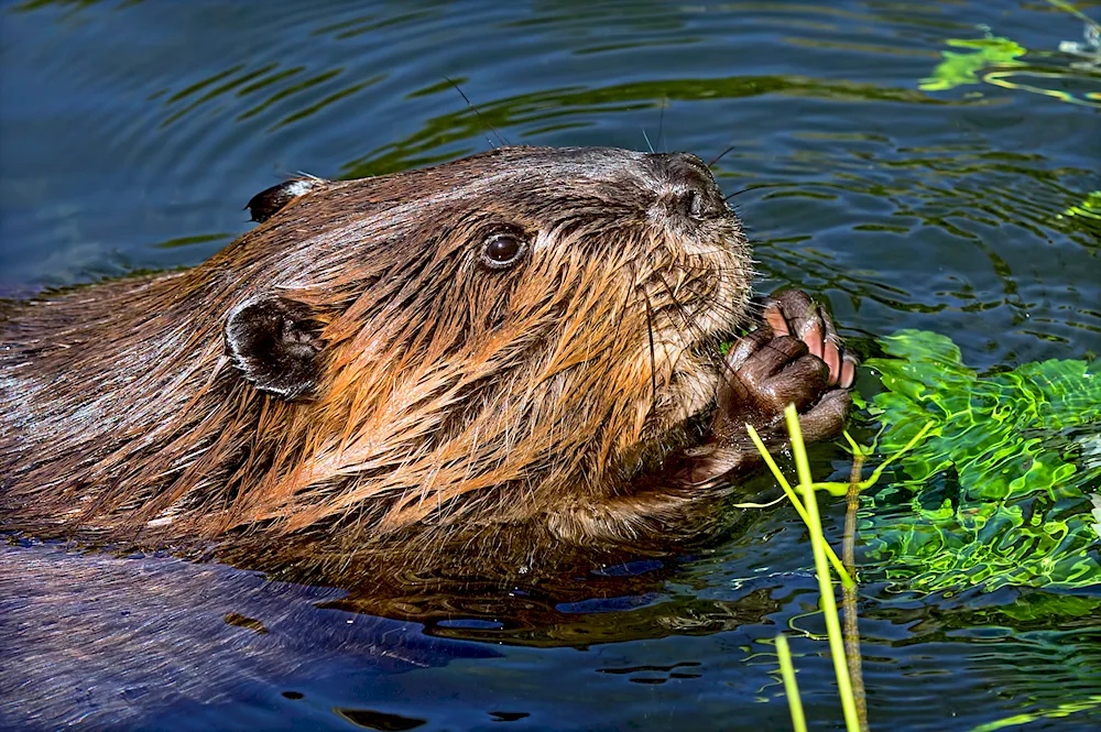 Eurasian River Beaver