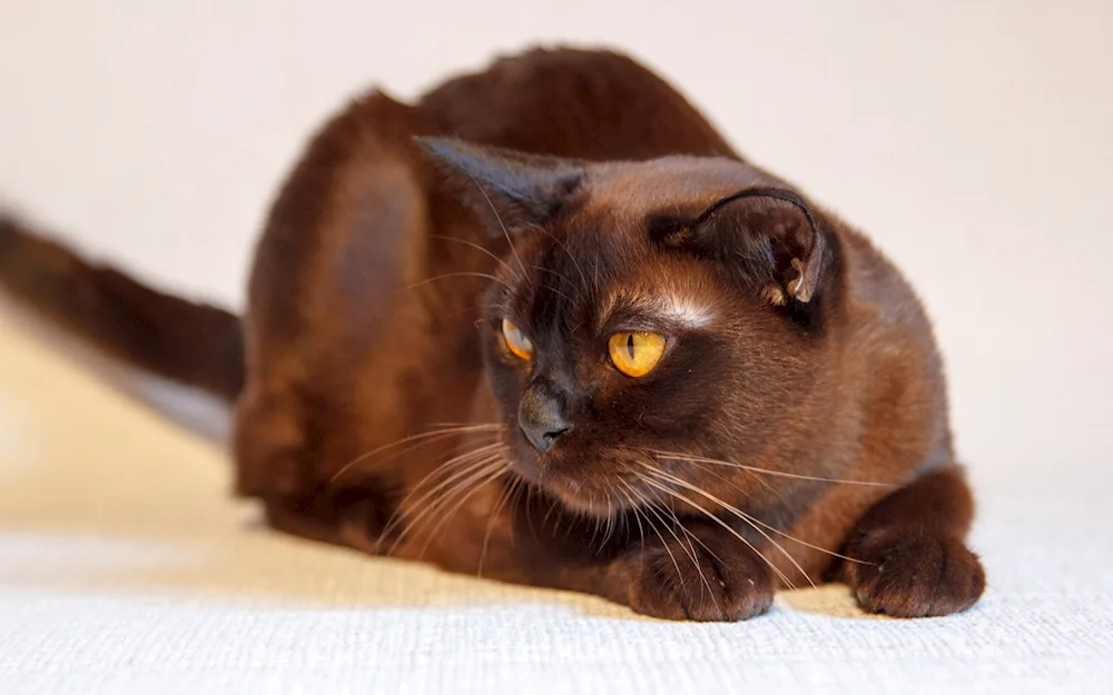 British long-haired cat