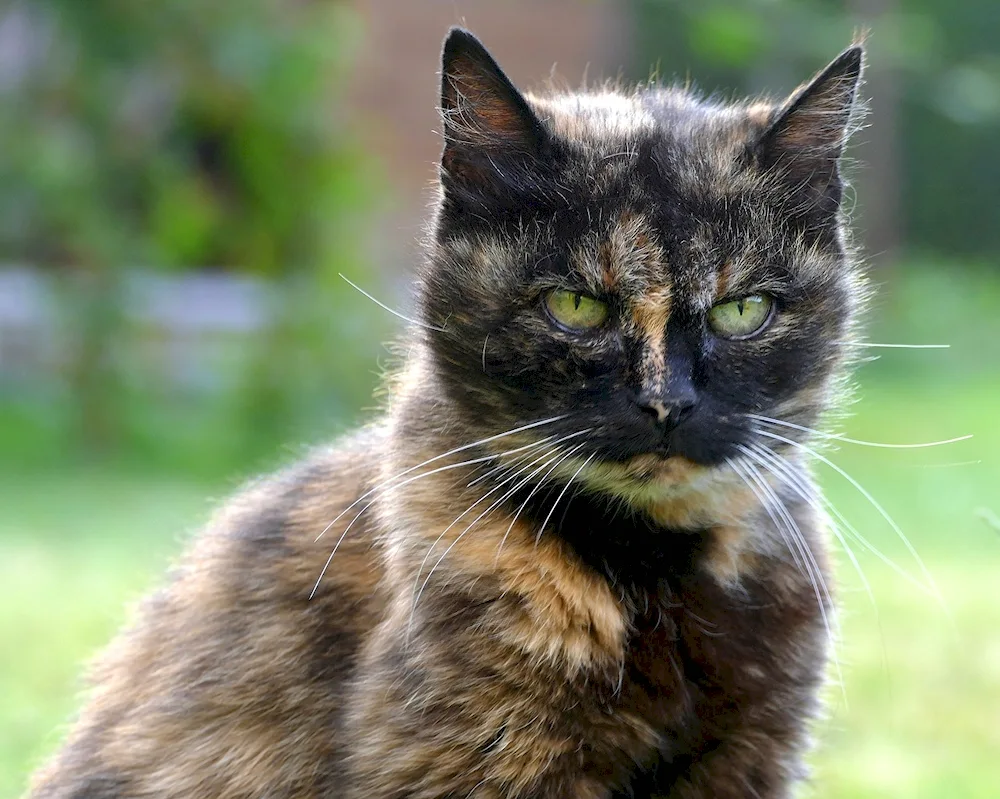 Tri-coloured tortoiseshell cat