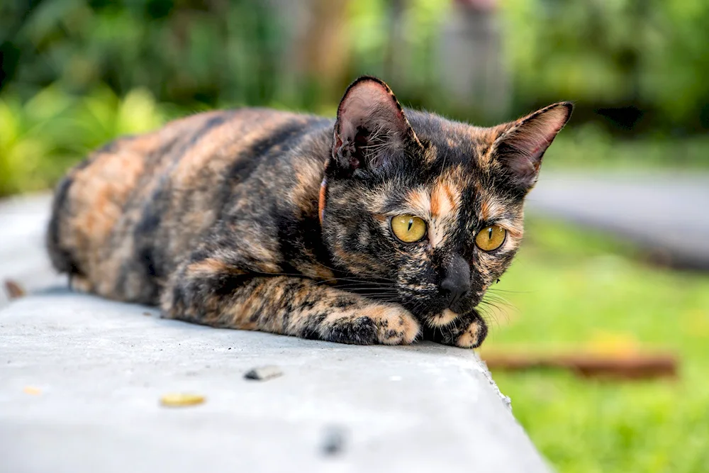 European shorthair tortoiseshell cat