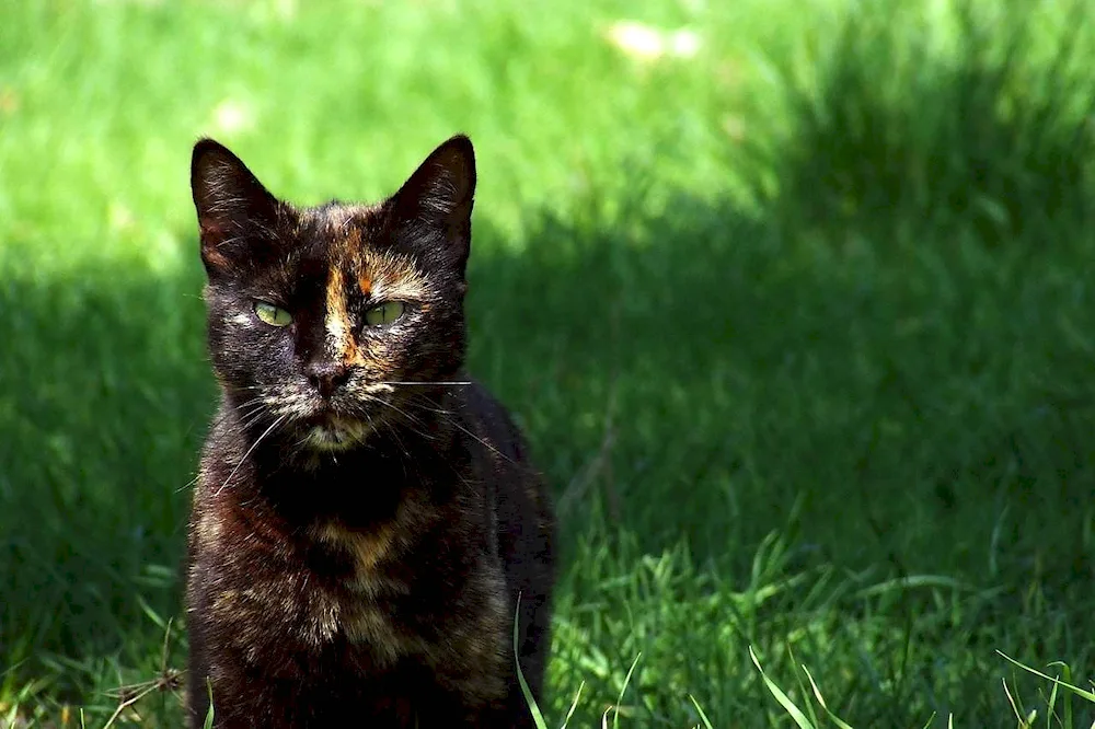 European shorthair tortoiseshell cat