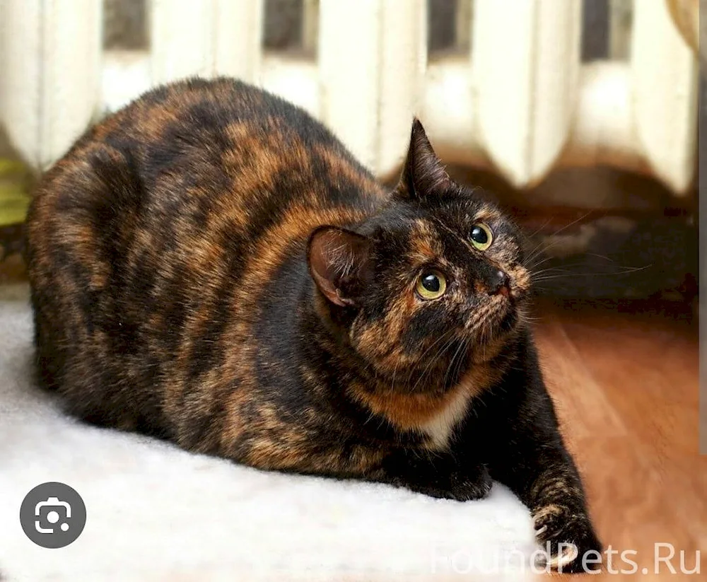 European tortoiseshell cat tortoiseshell shorthair