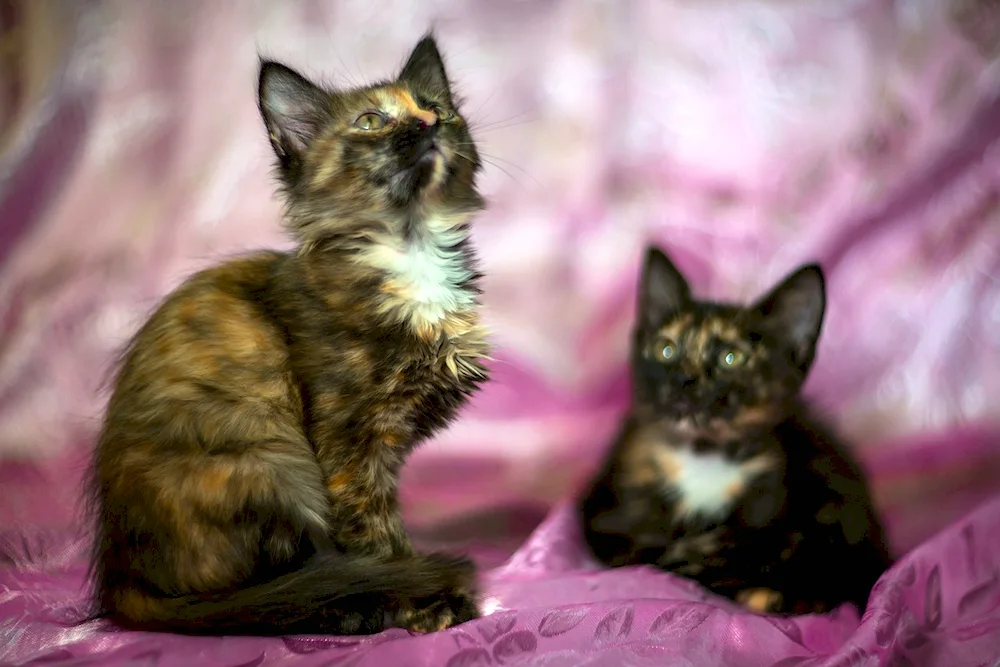 Tri-coloured Calico cats