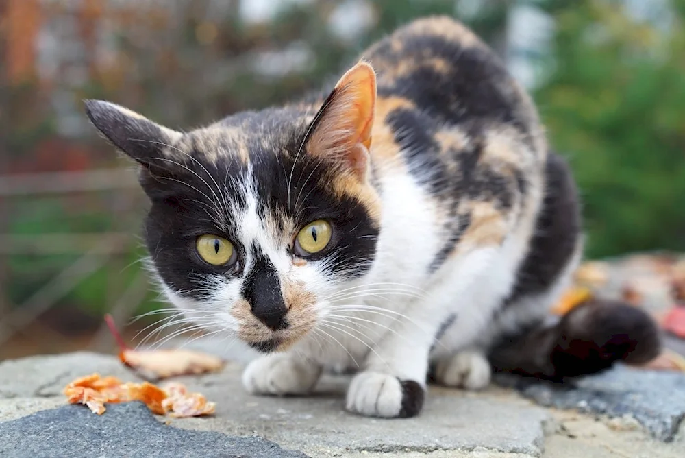 European shorthair tortoiseshell cat