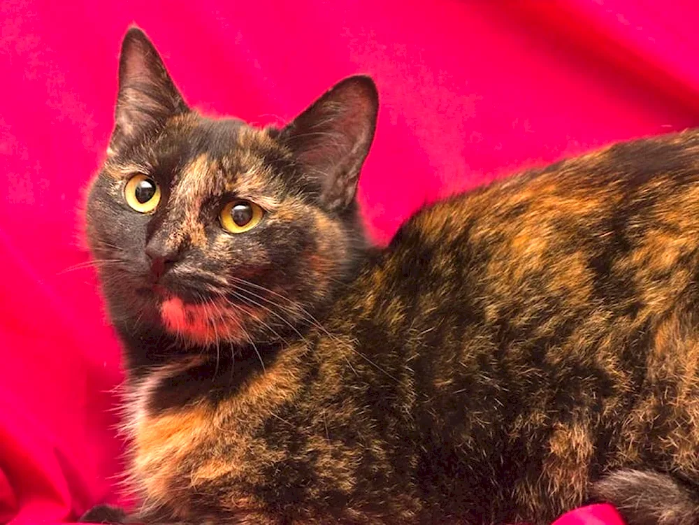 European shorthair tortoiseshell cat