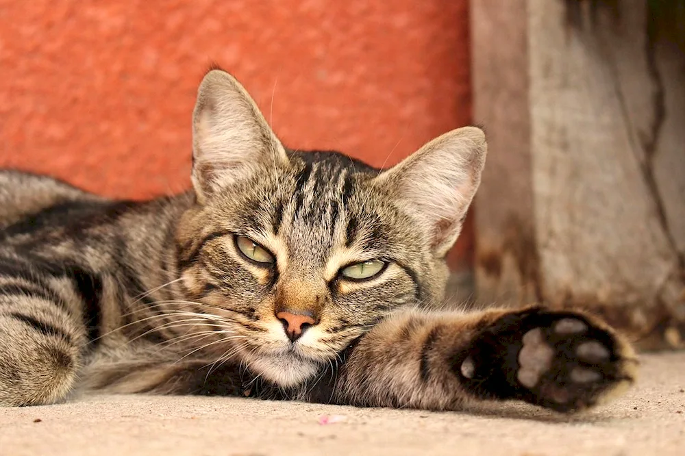 European Shorthair cat Celtic