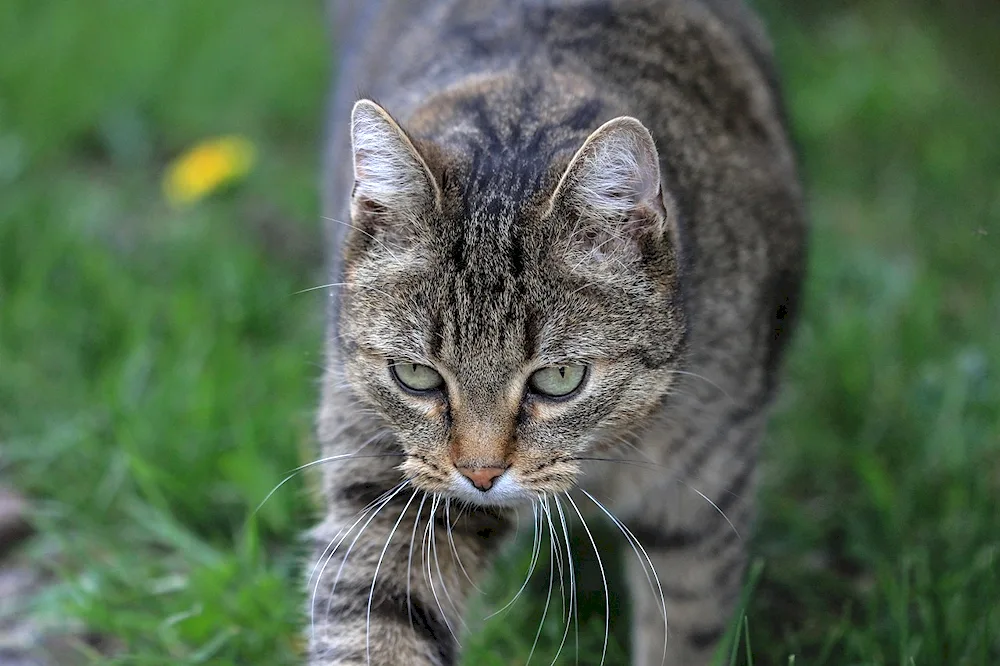 European Shorthair Celtic