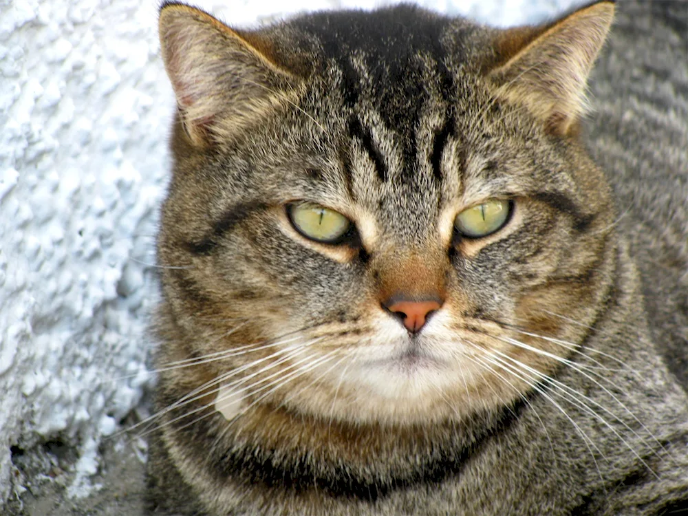 Siberian agouti cat