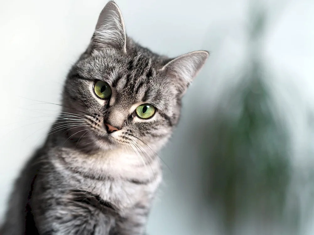 Siberian cat striped shorthair