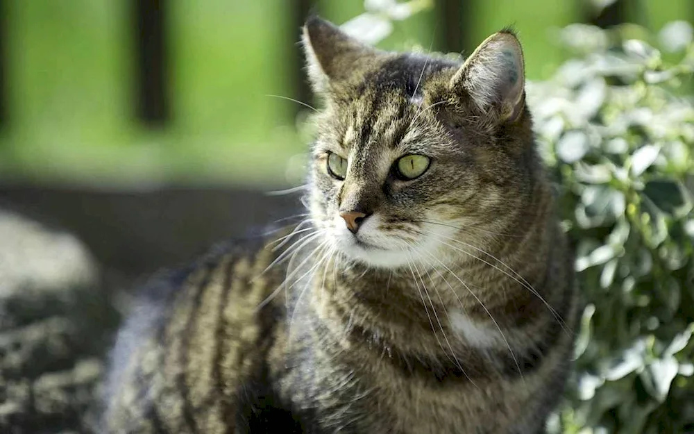 European shorthair cat