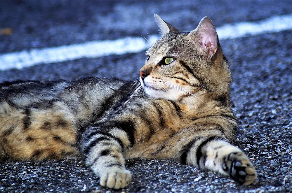 European shorthair cat