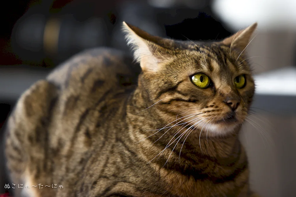 European Shorthair cat