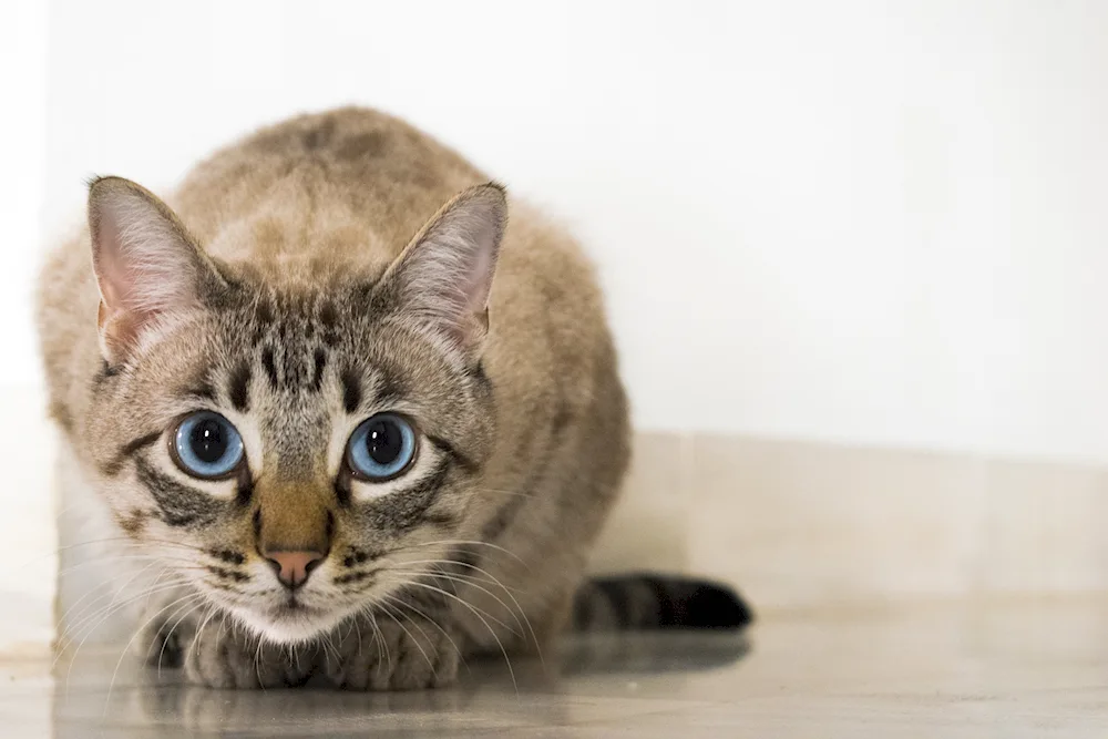 European Shorthair cat