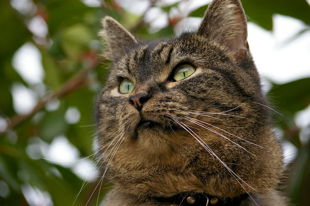 European Shorthair cat shorthair cat