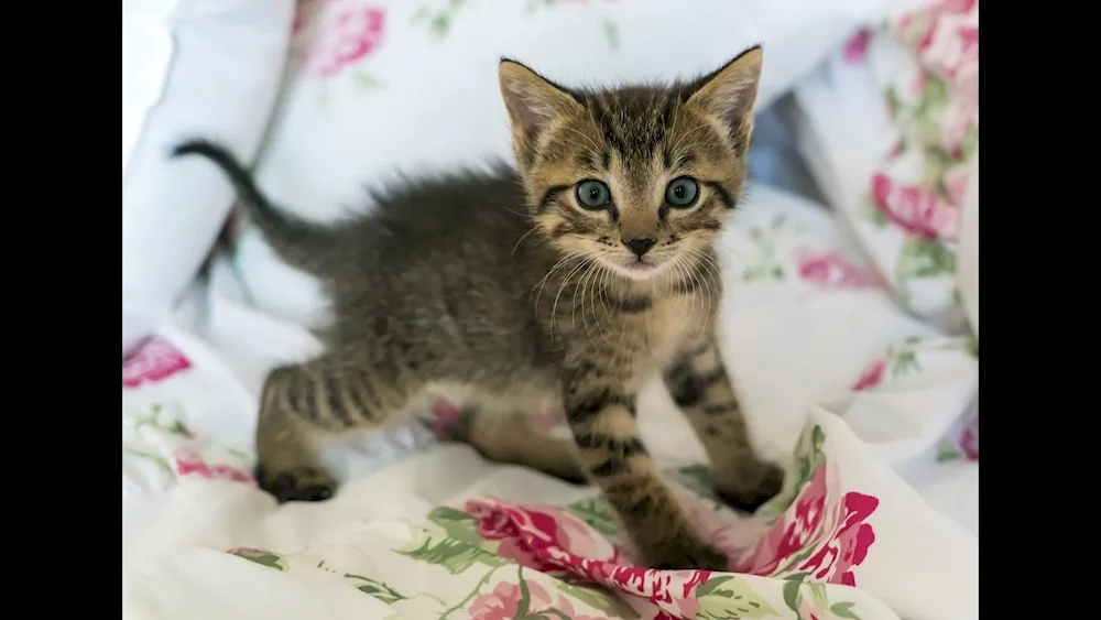 European Shorthair cat