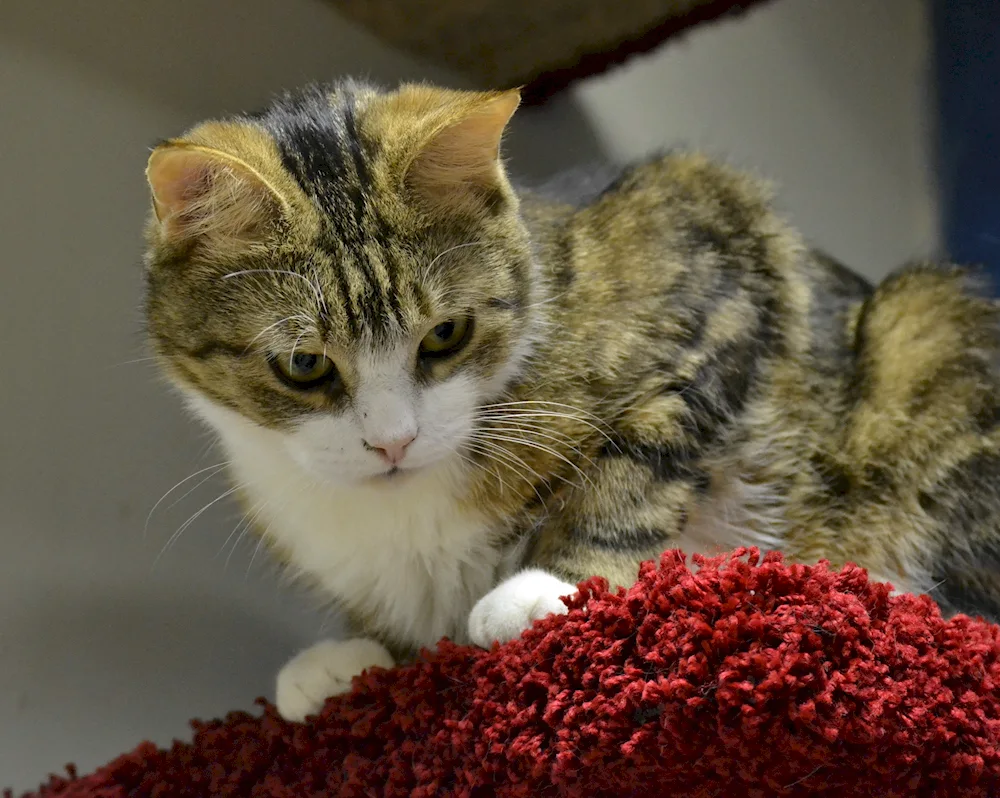 European Shorthair cat