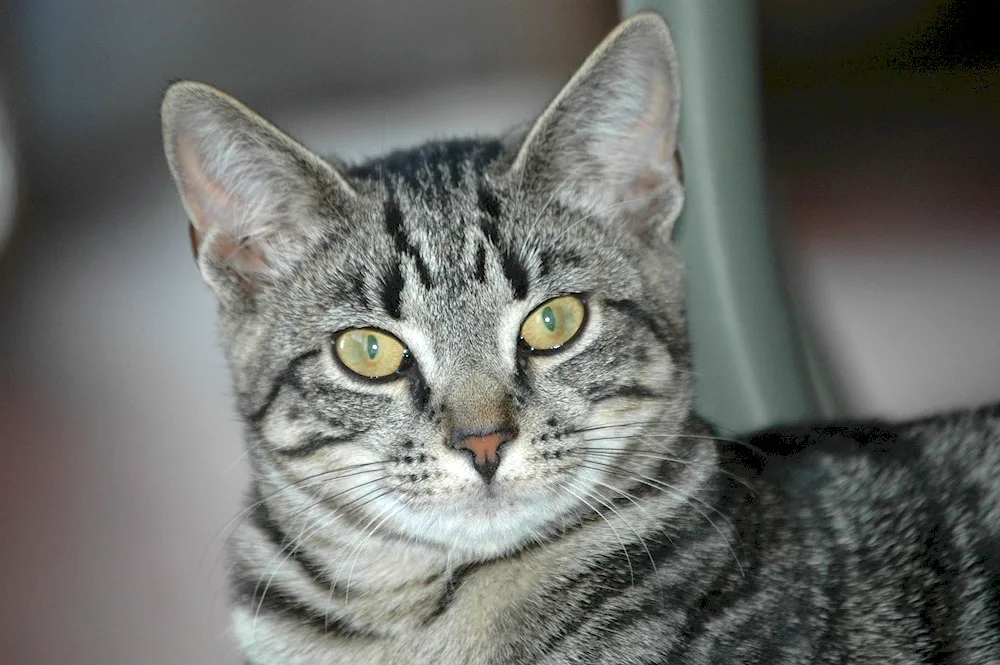 European shorthair cat