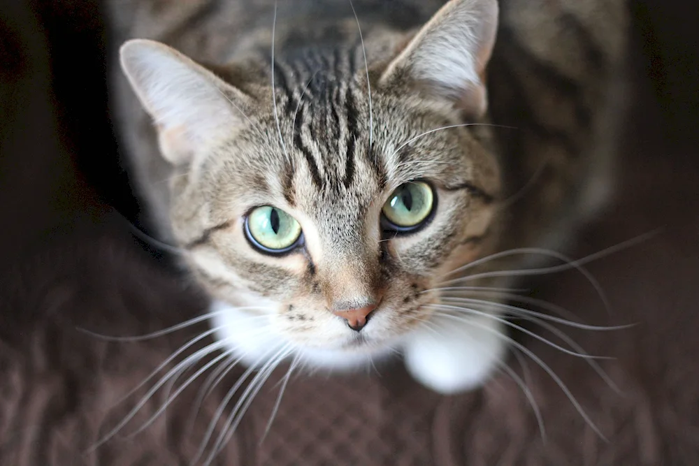 European Shorthair cat