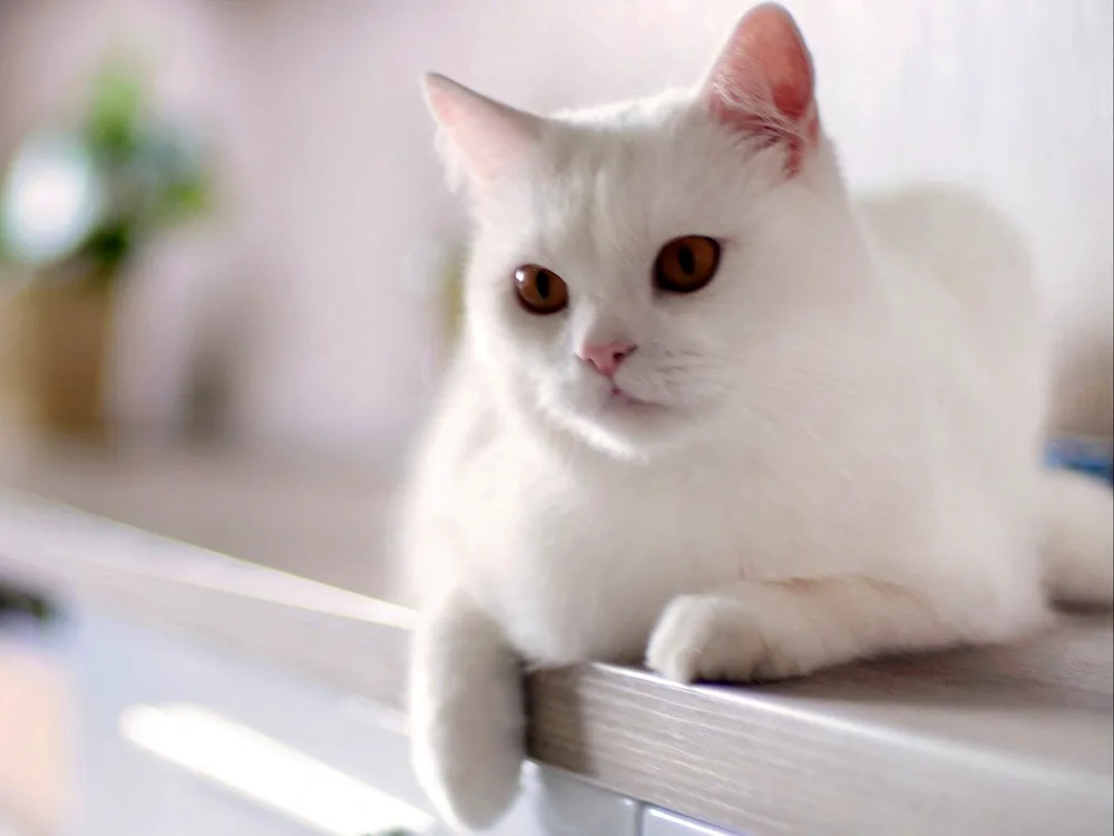 White kitten