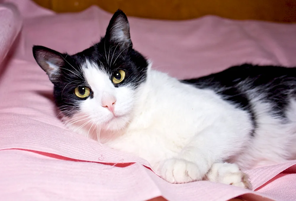 European shorthair cat white