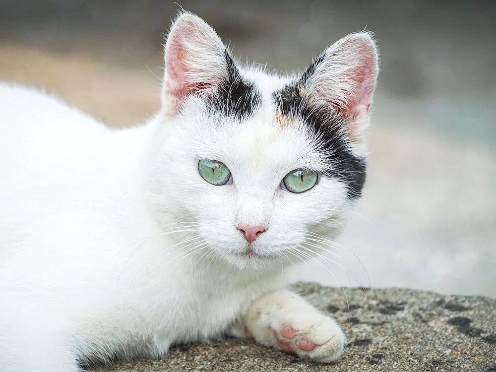 Siberian bicolour shorthair cat