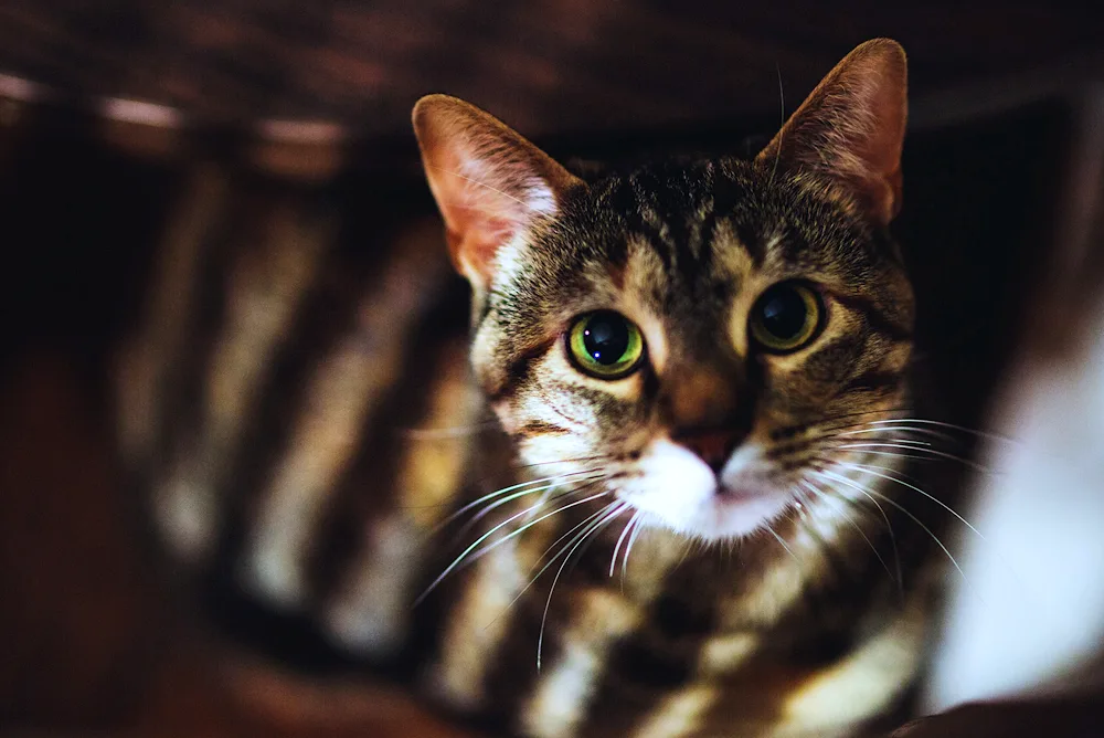 European shorthair cat Bengal