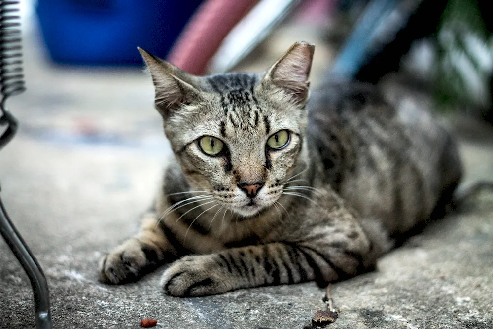 European shorthair tabby ginger