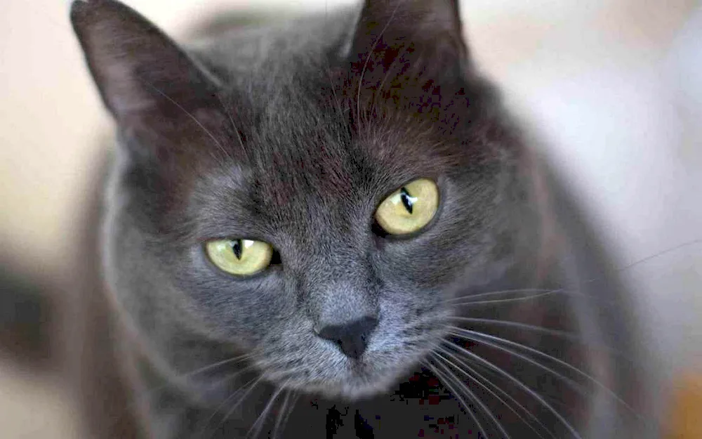 European black smoky shorthair cat