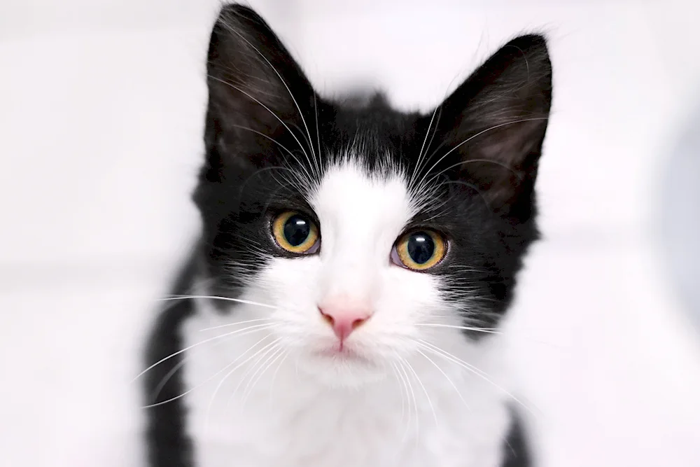 European shorthair cat black and white