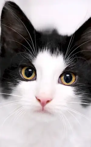 European shorthair cat black and white