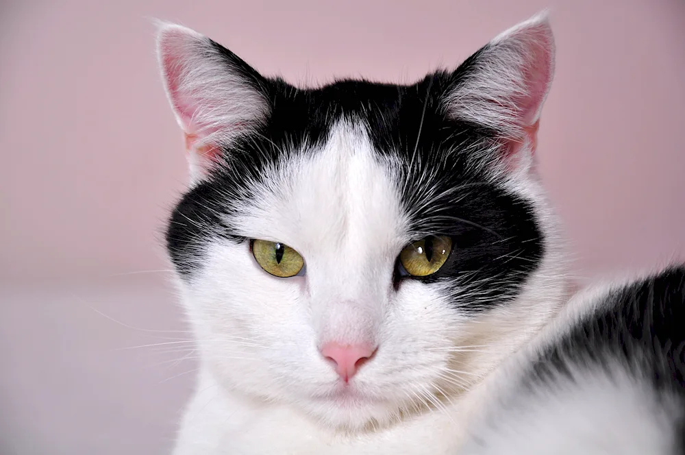 European shorthair cat black and white white