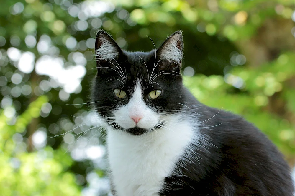 Black Siberian cat with white chest