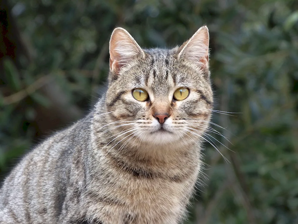 European shorthair cat Reeded