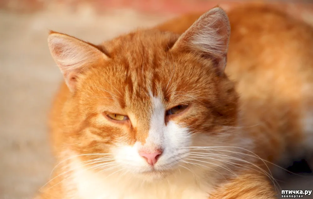 European shorthair cat ginger