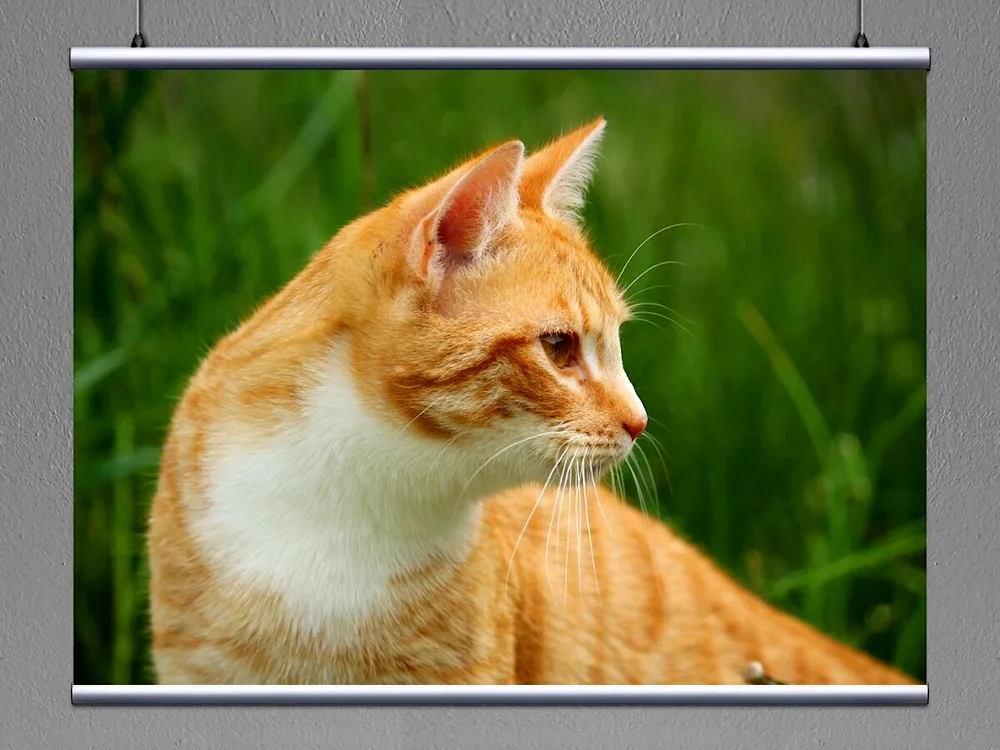 European Shorthair cat red