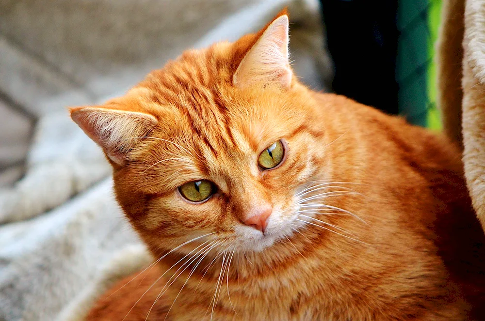 European shorthair cat red