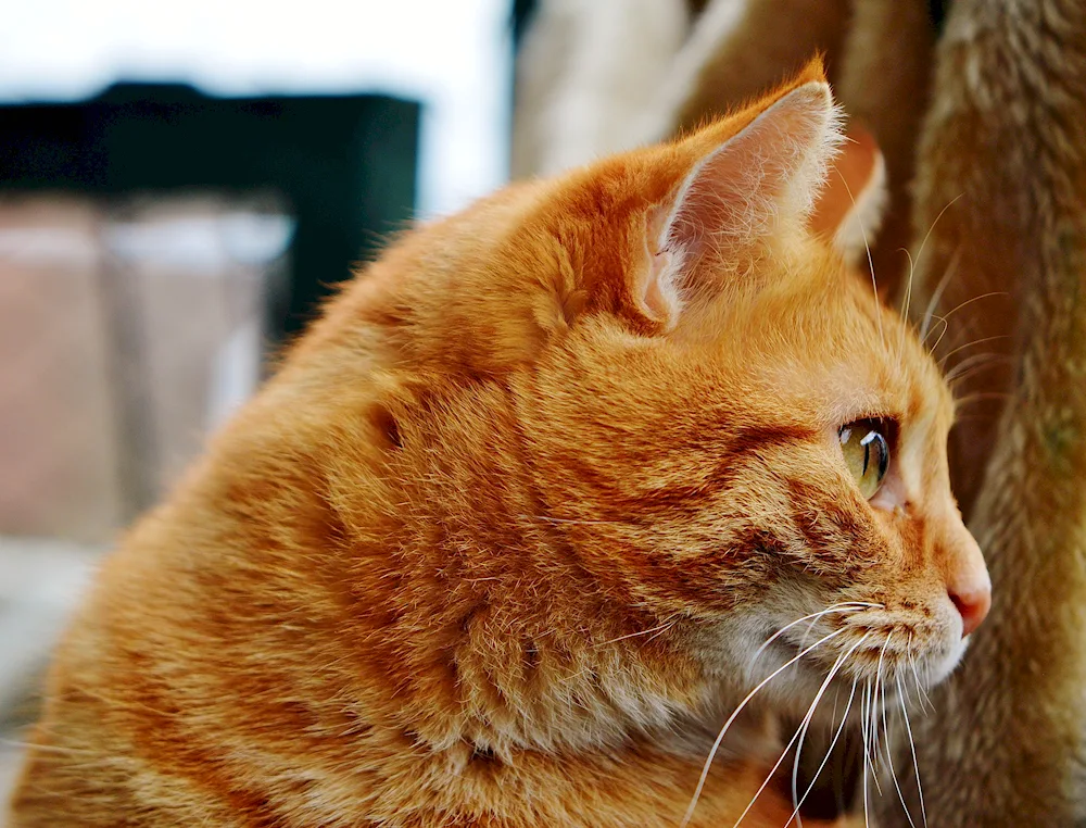 European shorthair cat red