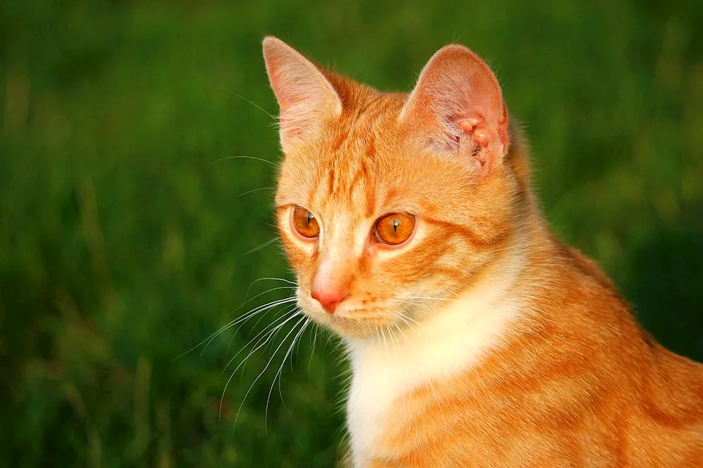 European shorthair tabby red