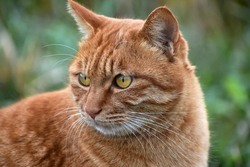 European shorthair tabby cat red
