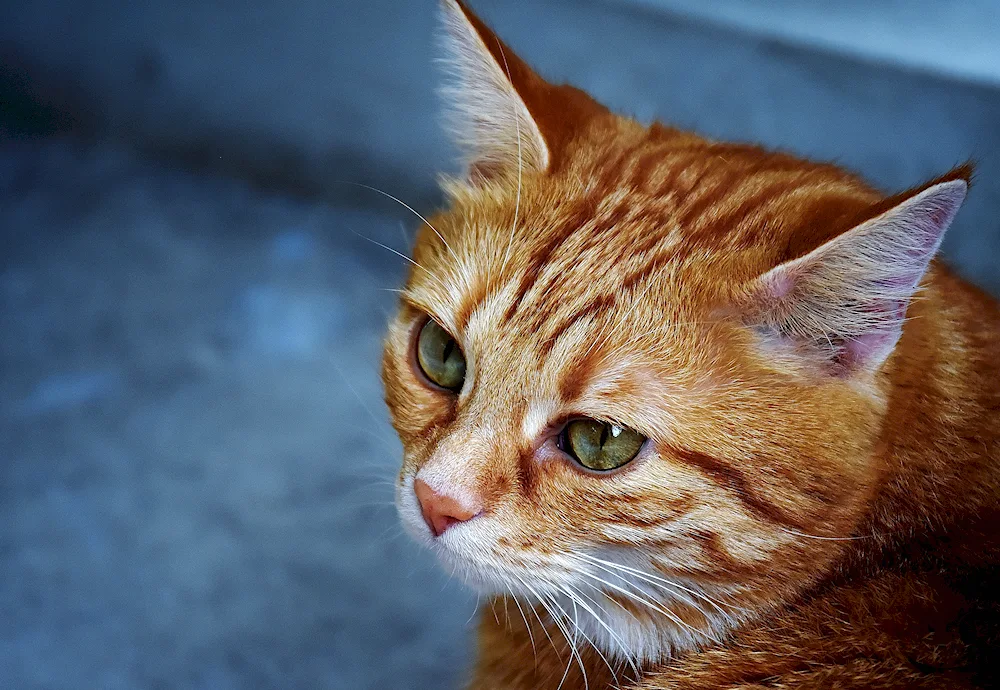Corat cat