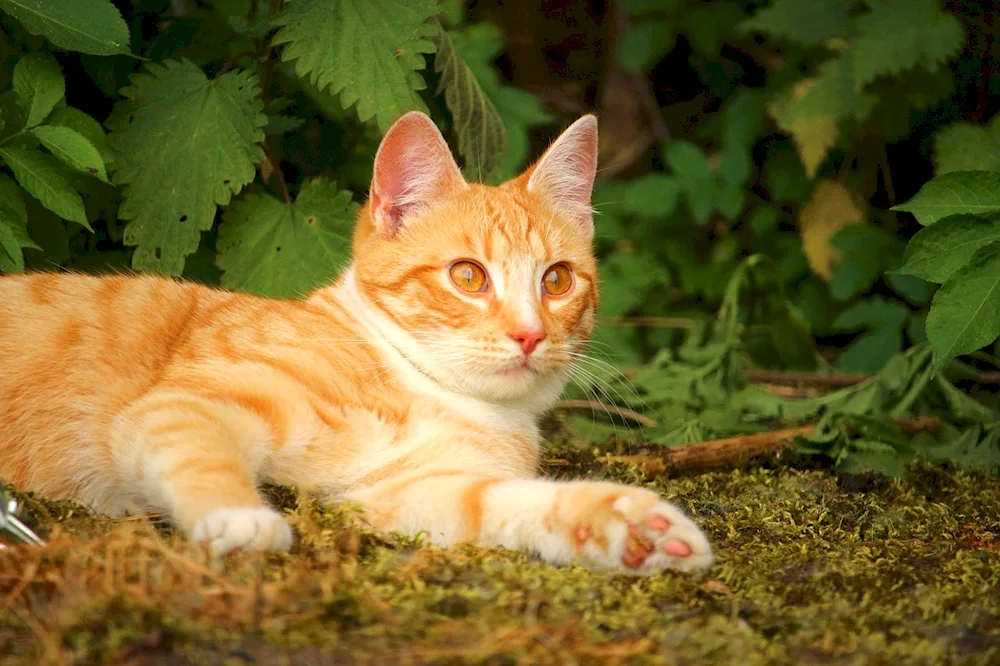 Siberian smooth-haired red cat