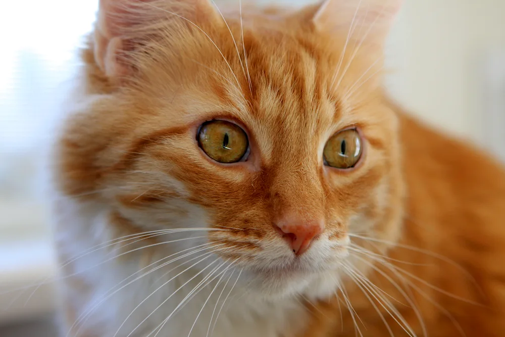 European shorthair cat red