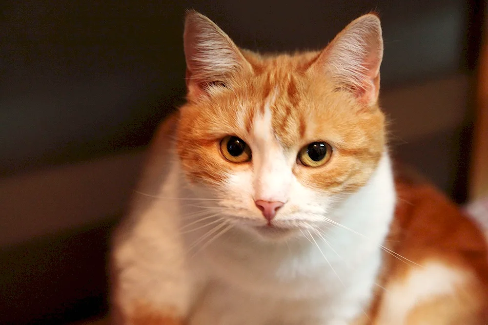 European shorthair cat red