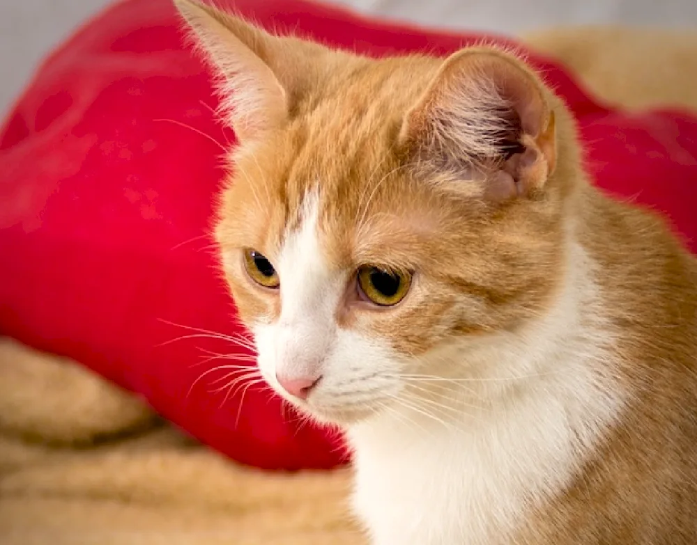 European Shorthair cat red