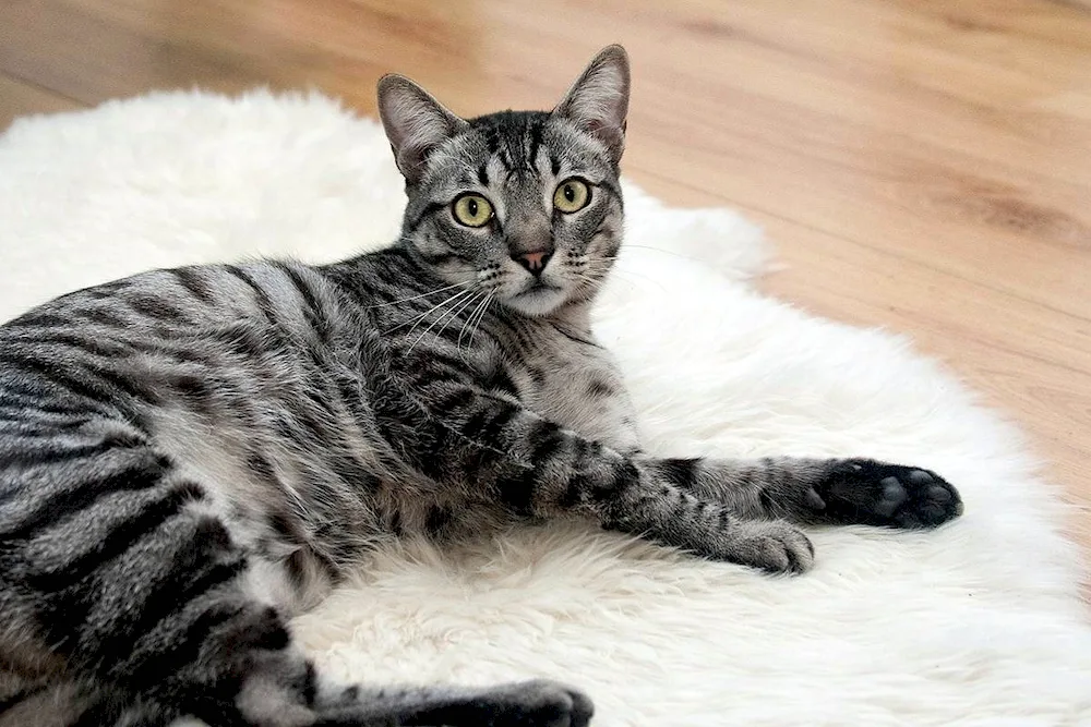 European shorthair cat. tabby cat