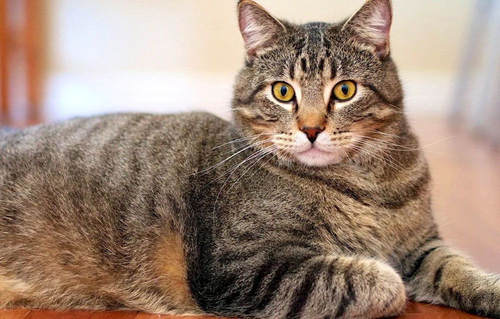 European shorthair tabby