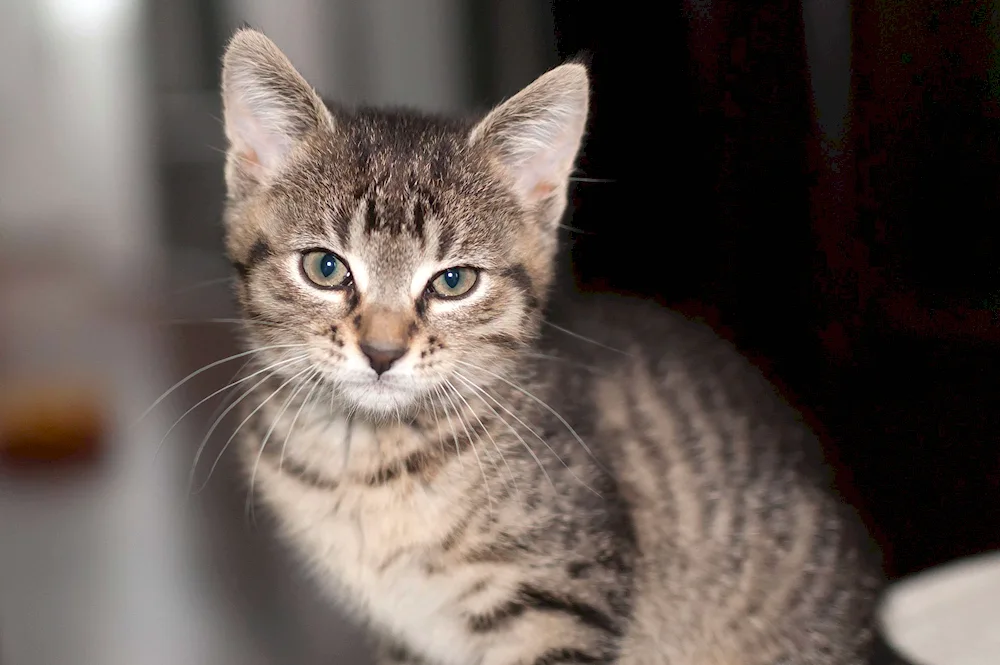 European Shorthair cat Reed