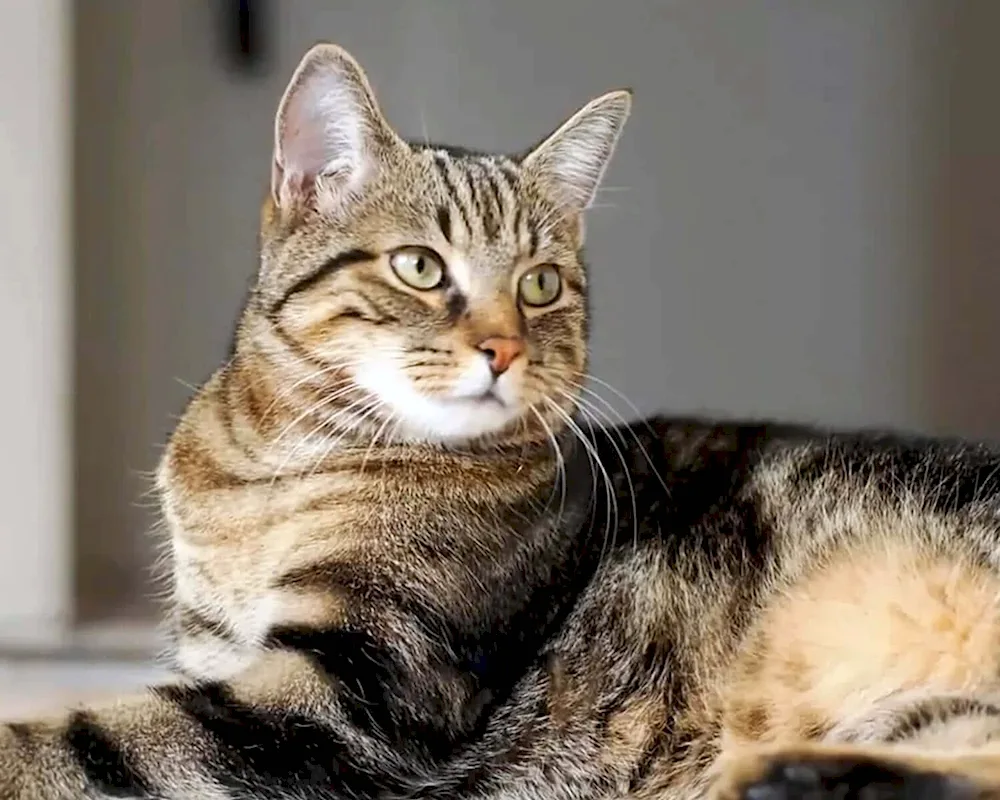 European shorthair tabby