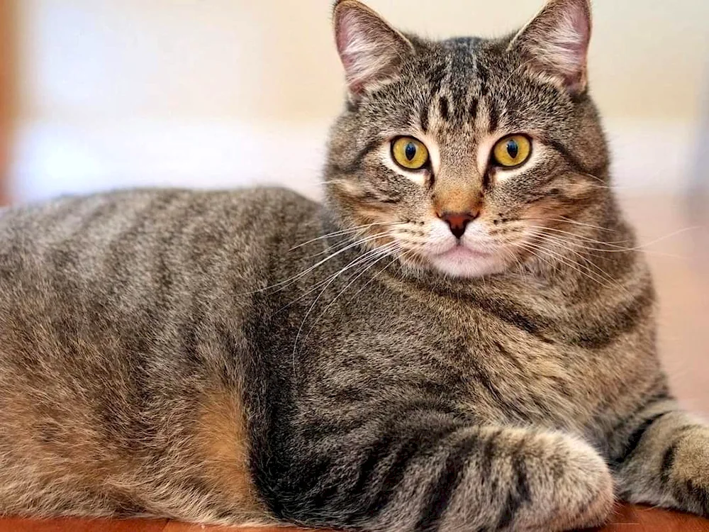 European shorthair tabby