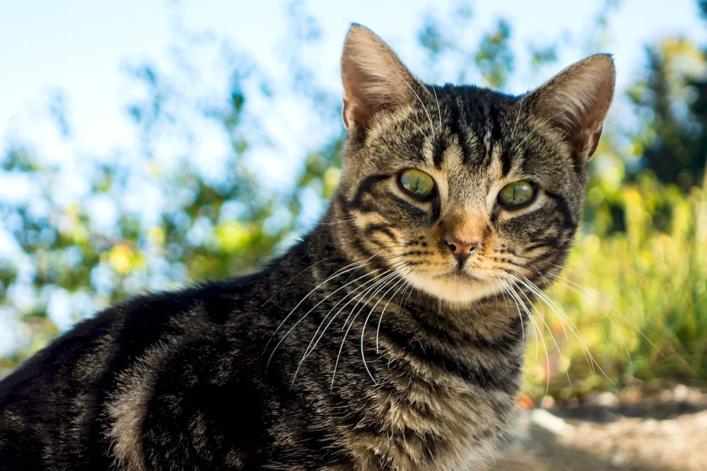 European shorthair tabby